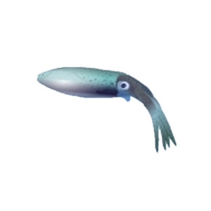 Caribbean Reef Squid